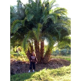 Reclinata Palm 24' Overall Height